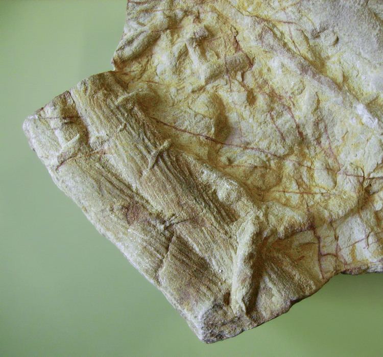 Cruziana, fossil trackways of trilobites