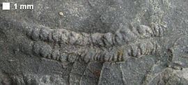 Cruziana from the Devonian Brallier Formation or Harrell Formation