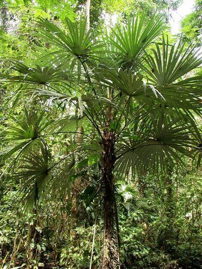 Cryosophila Cryosophila warscewiczii Palmpedia Palm Grower39s Guide