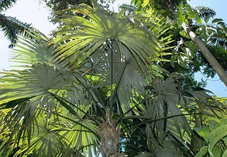 Cryosophila Cryosophila stauracantha Palmpedia Palm Grower39s Guide