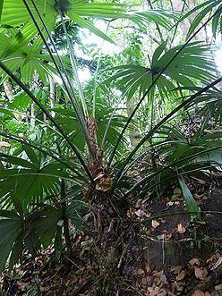 Cryosophila Cryosophila kalbreyeri Palmpedia Palm Grower39s Guide