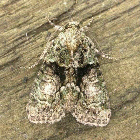 Cryphia algae Treelichen Beauty Cryphia algae UKMoths