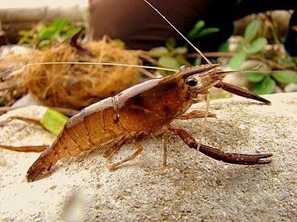 Cryphiops caementarius ANIMALES Y VEGETALES DE PERU Camarn de Ro Cryphiops caementarius