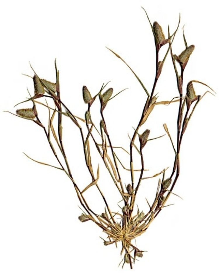 Crypsis schoenoides Crypsis schoenoides swamp pricklegrass Go Botany