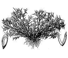 Crypsis vaginiflora httpsuploadwikimediaorgwikipediacommonsthu