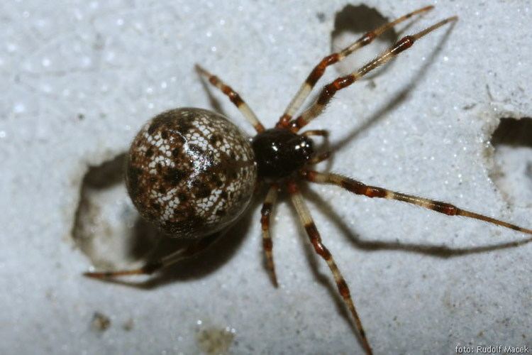 Cryptachaea esk arachnologick spolenost Cryptachaea riparia Blackwall