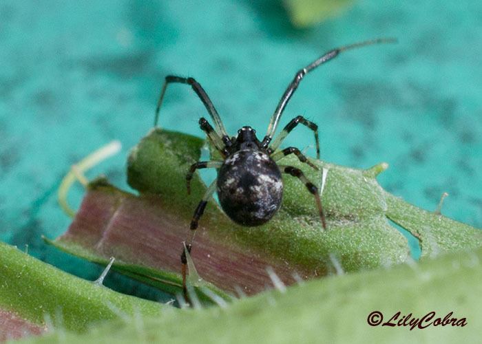 Cryptachaea Cryptachaea Genre Araigne