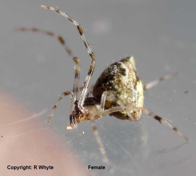 Cryptachaea The Findaspider Guide Cryptachaea meraukensis