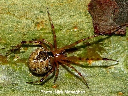 Cryptachaea The Findaspider Guide Cryptachaea veruculata