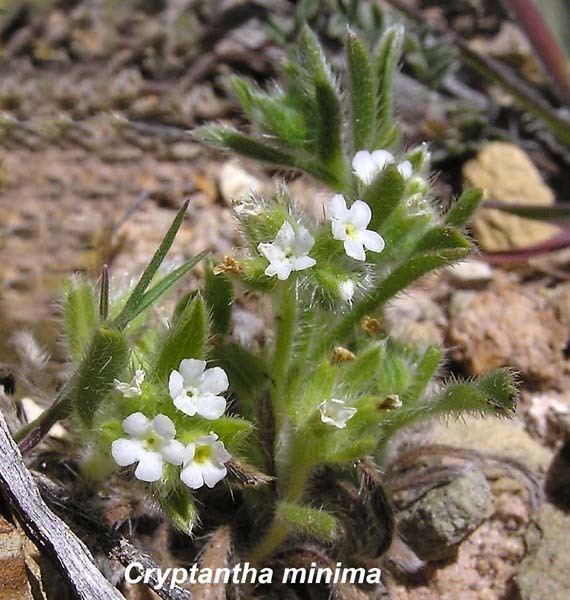 Cryptantha Cryptantha minima