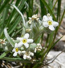 Cryptantha flavoculata httpsuploadwikimediaorgwikipediacommonsthu