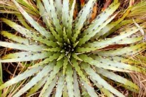 Cryptanthus Cryptanthus or Earth Stars Bromeliad Plant Care