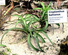 Cryptanthus bahianus httpsuploadwikimediaorgwikipediacommonsthu