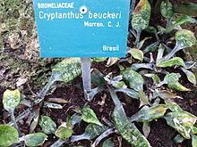 Cryptanthus beuckeri httpsuploadwikimediaorgwikipediacommonsthu