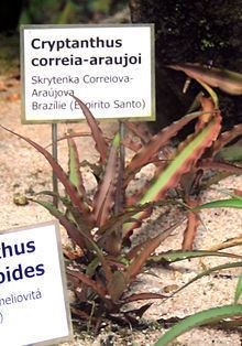 Cryptanthus correia-araujoi httpsuploadwikimediaorgwikipediacommonsthu