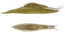 Cryptella canariensis httpsuploadwikimediaorgwikipediacommonsthu