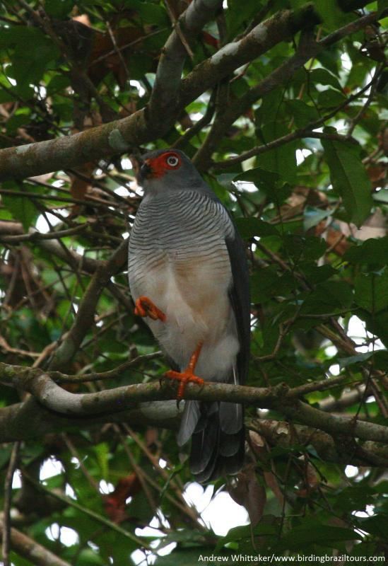 Cryptic forest falcon Cryptic Forestfalcon Micrastur mintoni videos photos and sound