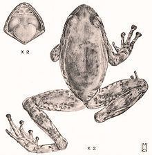 Cryptobatrachus boulengeri httpsuploadwikimediaorgwikipediacommonsthu