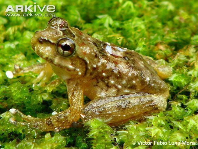 Cryptobatrachus boulengeri Boulenger39s backpack frog videos photos and facts Cryptobatrachus