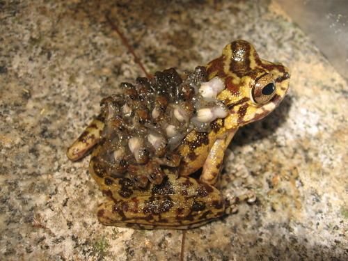 Cryptobatrachus Cryptobatrachus fuhrmanni observed by juanpablo on July 16 2010