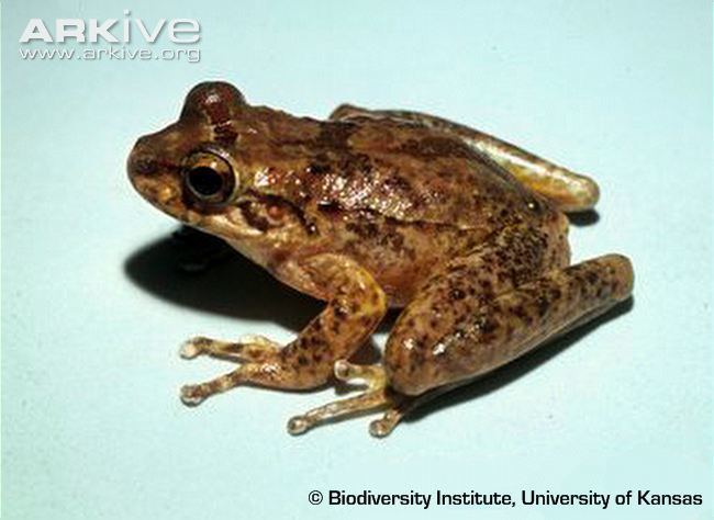 Cryptobatrachus Boulenger39s backpack frog videos photos and facts Cryptobatrachus