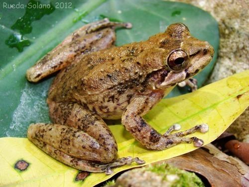 Cryptobatrachus Cryptobatrachus boulengeri iNaturalistorg