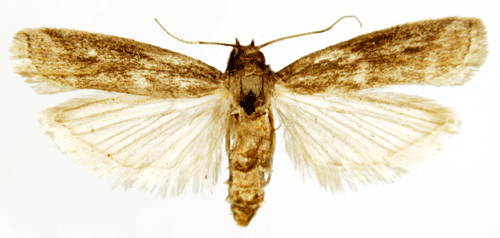 Cryptoblabes Cryptoblabes gnidiella Insecta Lepidoptera Pyralidae