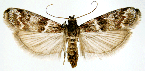Cryptoblabes Cryptoblabes bistriga Insecta Lepidoptera Pyralidae