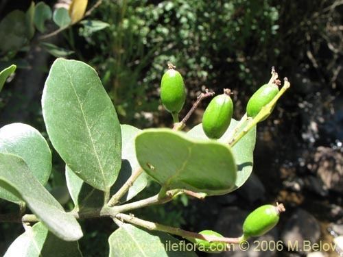 Cryptocarya Description and images of Cryptocarya alba Peumo a native Chilean