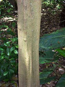Cryptocarya bidwillii httpsuploadwikimediaorgwikipediacommonsthu