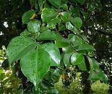 Cryptocarya woodii httpsuploadwikimediaorgwikipediacommonsthu
