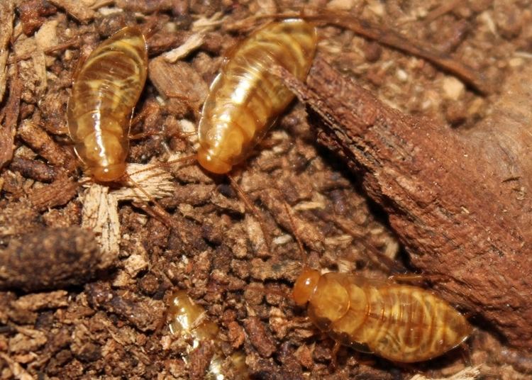 Cryptocercus Cryptocercus buy live cockroach pet roach