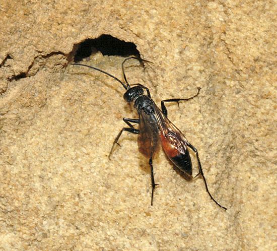 Cryptocheilus Heathland Pompilidae