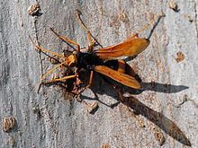 Cryptocheilus bicolor httpsuploadwikimediaorgwikipediacommonsthu