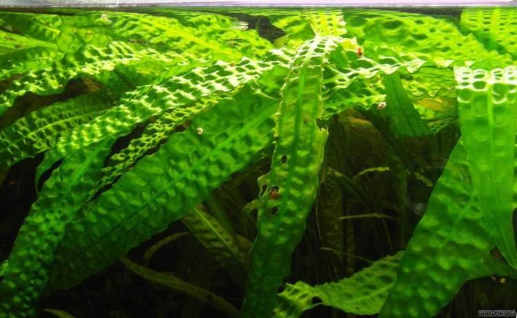 Cryptocoryne aponogetifolia Cryptocoryne aponogetifolia Flowgrow Aquatic Plant Database