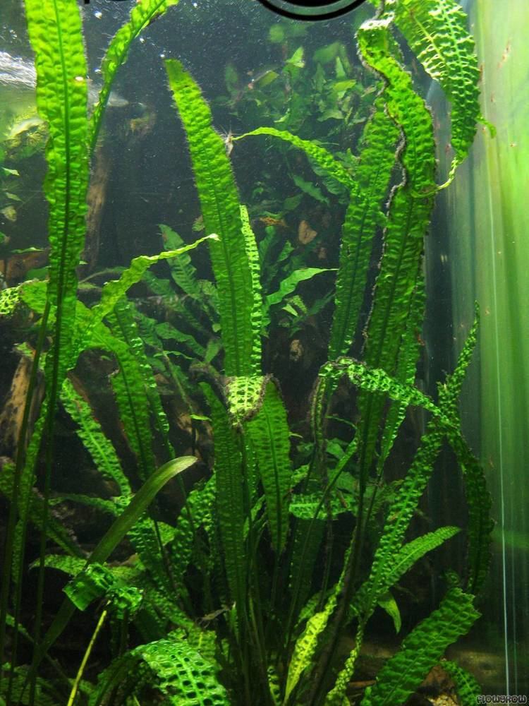 Cryptocoryne aponogetifolia Cryptocoryne aponogetifolia Flowgrow Aquatic Plant Database