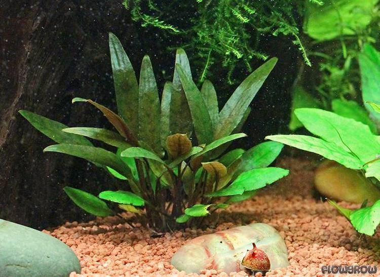 Cryptocoryne Cryptocoryne beckettii quotPetchiiquot Petch39s water trumpet Flowgrow