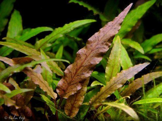 Cryptocoryne undulata Cryptocoryneundulatajpg