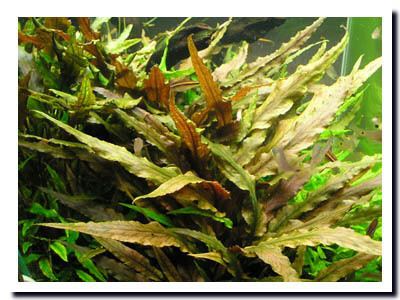 Cryptocoryne undulata cryptoJPG