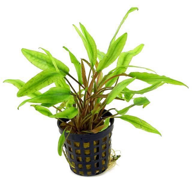 Cryptocoryne undulata cryptocoryneundulatapotjpg