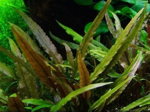 Cryptocoryne undulata httpsiytimgcomvieNRtu7uEmS0hqdefaultjpg