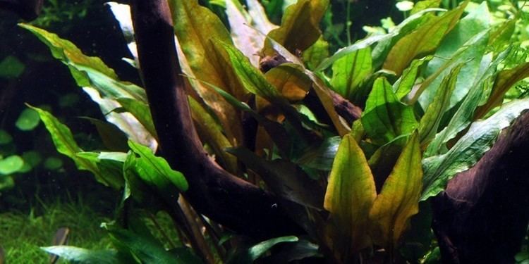 Cryptocoryne undulata Cryptocoryne undulata 39Broad Leaves39 Tropica Aquarium Plants