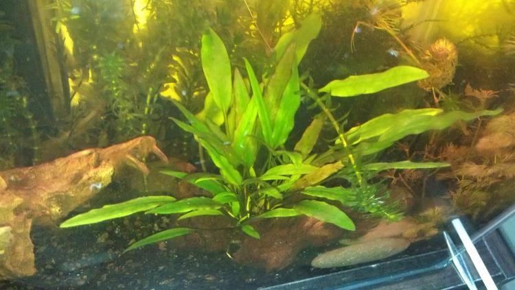 Cryptocoryne walkeri Cryptocoryne lutea Cryptocoryne walkeri 39lutea39