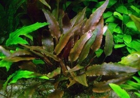 Cryptocoryne walkeri Cryptocoryne walkeri Spektrum Culture