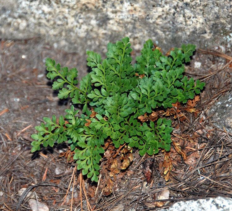 Cryptogramma acrostichoides Cryptogramma acrostichoides American Parsley Fern Flickr
