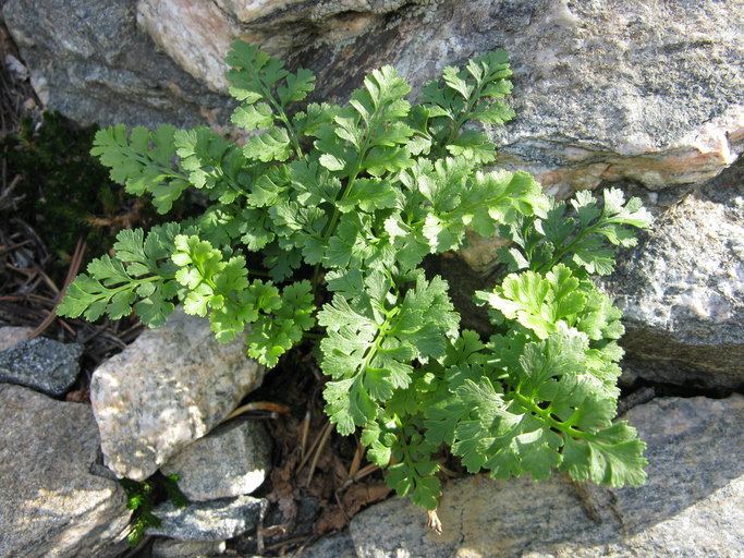 Cryptogramma acrostichoides CalPhotos Cryptogramma acrostichoides Parsley Fern