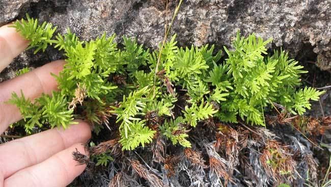 Cryptogramma acrostichoides American Rockbrake or American Parsley Fern CRYPTOGRAMMA ACROSTICHOIDES