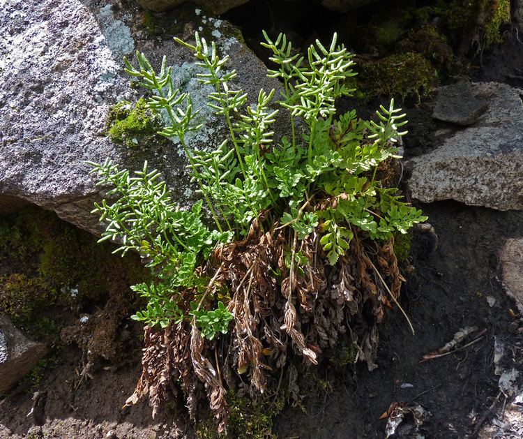 Cryptogramma acrostichoides Southwest Colorado Wildflowers Cryptogramma acrostichoides