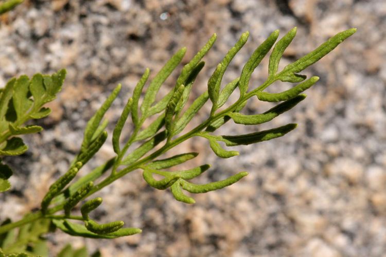 Cryptogramma acrostichoides SEINet Arizona Chapter Cryptogramma acrostichoides