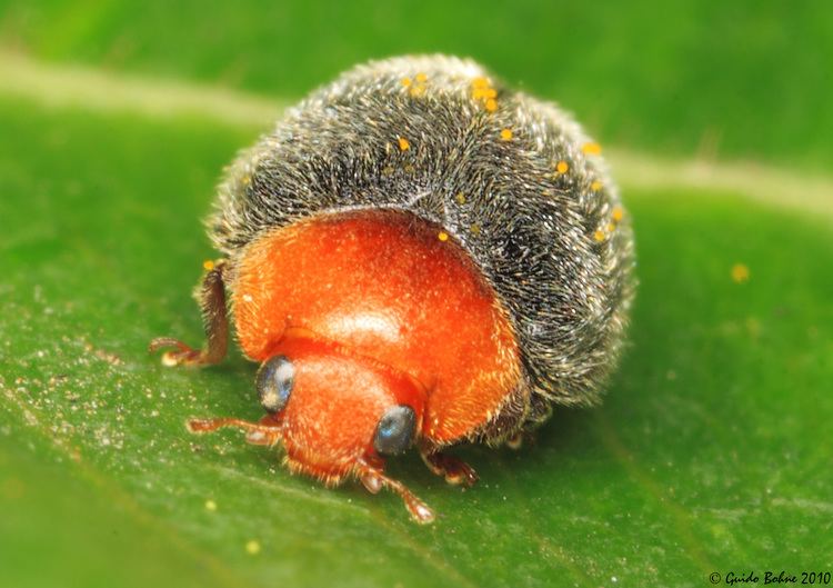 Cryptolaemus montrouzieri FileMealybug Ladybird Cryptolaemus montrouzierijpg Wikimedia